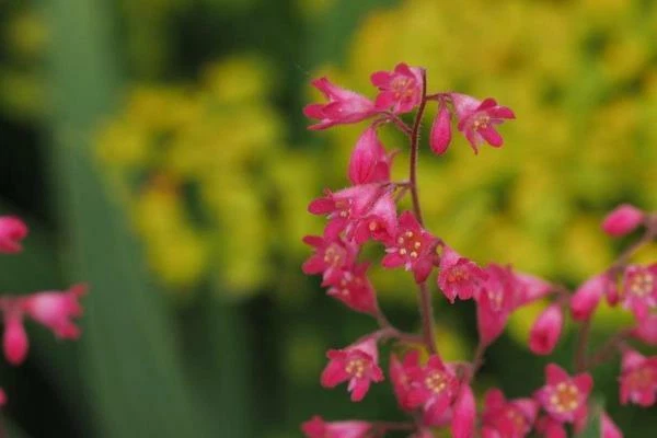 Heuchera sanguinea v. pulchra | Campanas de coral | Campanas de coral nuevas mexicanas | 20 semillas Foto 4 de 4