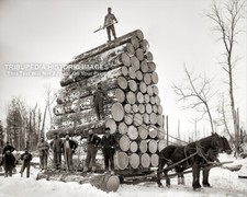 Antique 1890s Logging a Big Load of Trees in Michigan 8x10 Photo Print