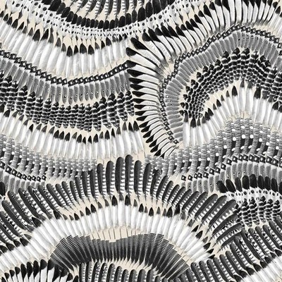 Designers Guild Christian Lacroix Digital Wallpaper Black White Feathers Graphic