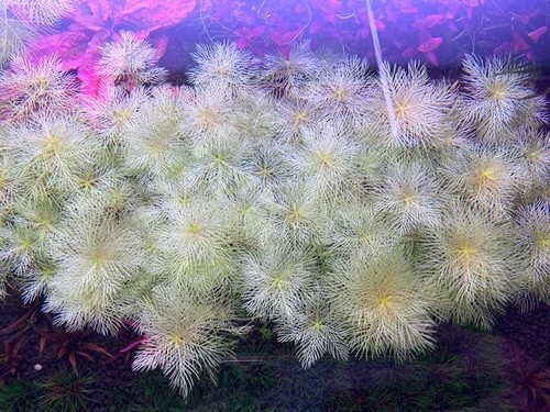 3 Stems myriophyllum mattogrossense Golden! Live aquarium plant Free S/H Rare