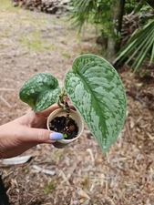 LIVE Plant Scindapsus Exotica vine houseplant in 2.5" pot Rooted