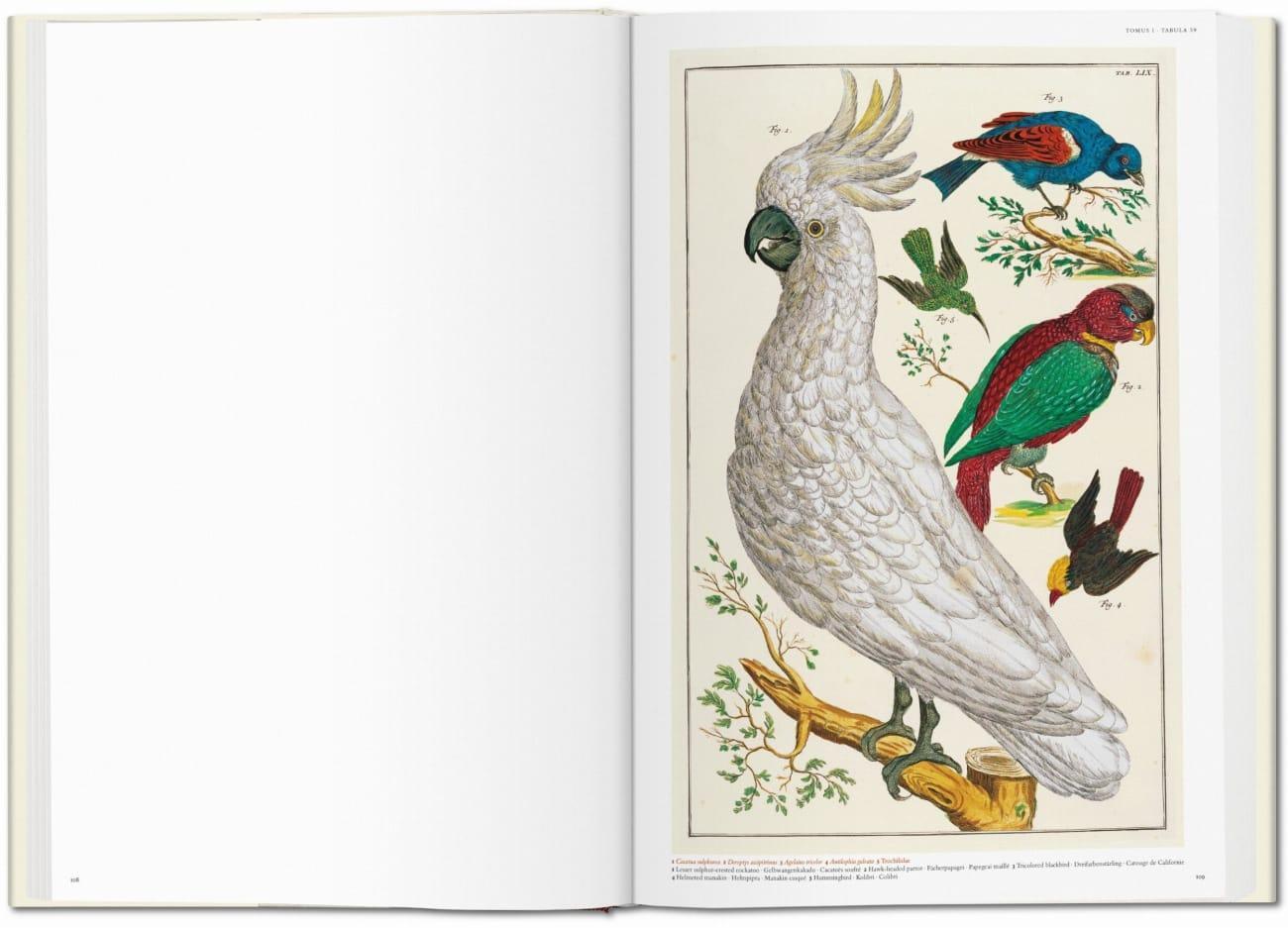 Thumbnail - Seba. Cabinet Of Natural Curiosities, Irmgard Müsch
