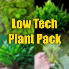 Low Tech Aquarium Plant Package Easy growing aquarium plants fast delivery live