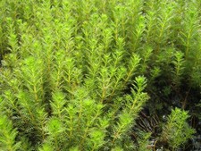Tausendblatt Myriophyllum Teichpflanze Unterwasserpflanze Teichpflanzen