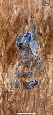 25 Dairy Cow Babies And 150 Springtails