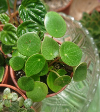 Raindrop Peperomia | 6cm Pot | Terrarium | Semi-succulent | Green Houseplant