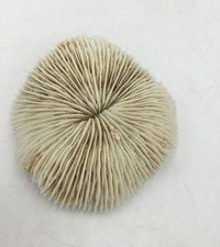 White Mushroom Coral Specimen Fungia Repanda 7 Inch Nautical Decor