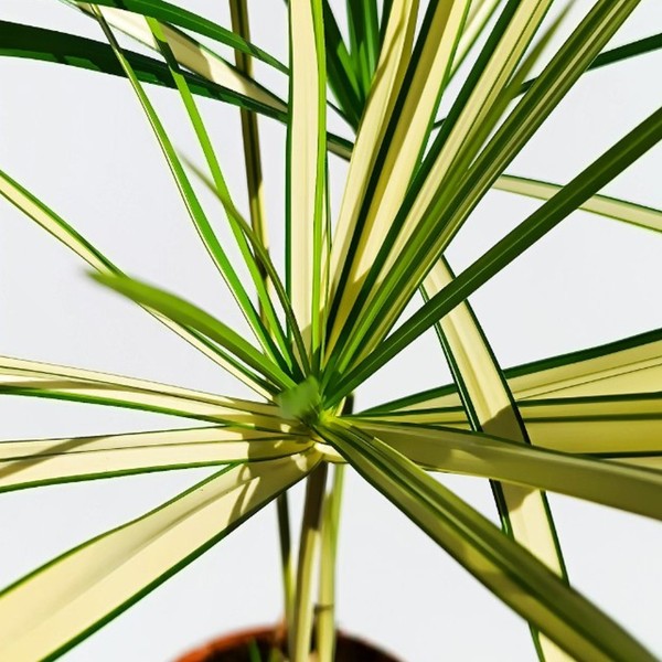 Cyperus Alternifolius Variegata - Planta Paraguas para Estanque