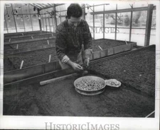 1966 Press Photo Darrel Hunter uses tubers to grow strains for research data