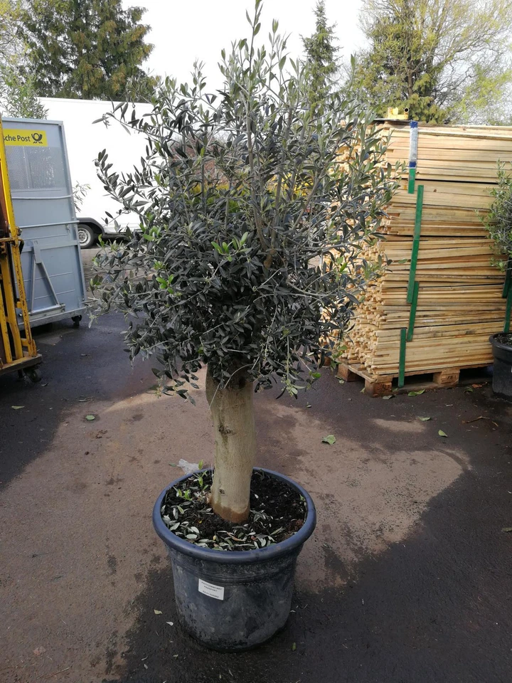 XXL Olivenbaum 25-30 Jahre alt Olea Europea 160-200cm Stammumfang 20cm