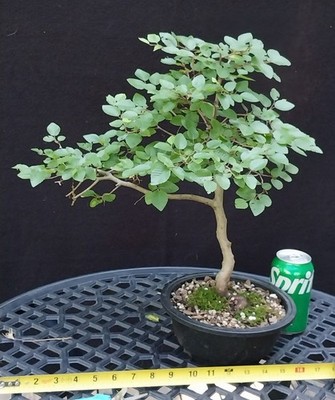 Korean Hornbeam Bonsai- Nice easy to grow Starter Tree !