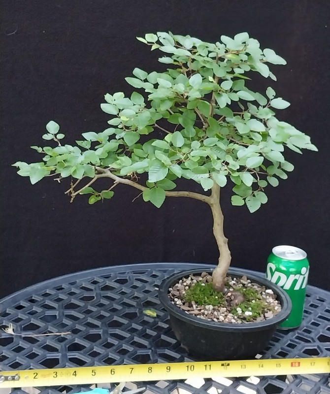 Korean Hornbeam Bonsai- Nice easy to grow Starter Tree !