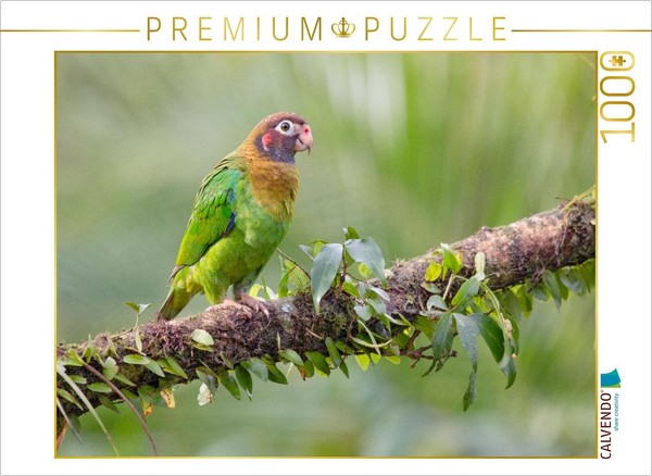 Calvendo Puzzle Grauwangenpapagei | 1000 Teile Lege-GrößE 64X48Cm Foto-Puzzle Fü-image