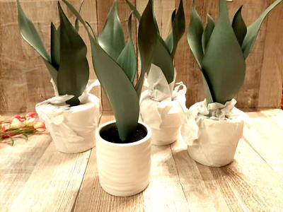 Set of 4 Target Threshold Snake Plant Potted Artificial Tabletop Arrangement Pot