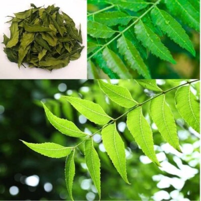 50g Freshly Picked Dried NEEM LEAVES Herbal Pure Organic Premium Quality Ceylon