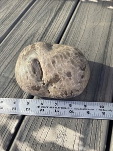 1 Large Unpolished Petoskey Stone 2.14 Pounds