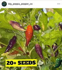 [CONDORS BEAK] *RARE* PEPPER SEEDS PACK OF 20+