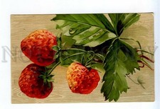 523811 Catharina KLEIN Sweet STRAWBERRY berries Vintage postcard Russia