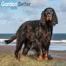 Gordon Setter 2026 Calendar | Square Wall Calendar | Dog Breed Gift | Plastic Fr