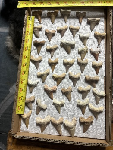 40 Pclot Otodus Obliquus FOSSIL SHARK Tooth 60 Million Years 1 1/2” Average - Picture 2 of 6