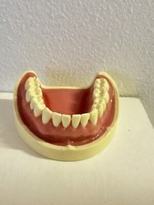 Nissin Kyoto Model studyjny Model pianki dolnej szczęki P3-500A