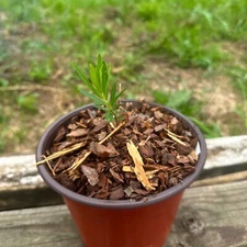 Asclepias tuberosa - Butterfly Weed - Seed Grown Plant - 6 Inch Pot