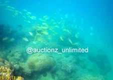 Digital Image Picture Photo Pic Andaman India underwater coral life scuba AND068