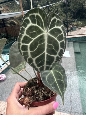Anthurium King Clarinervium Free Shipping