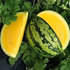 25+ Yellow Gem Watermelon Seeds - Non GMO - True Yellow - Very Sweet! ----- RARE