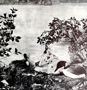 Loons On Shore In Nest With Eggs 1936 Bird Print Nature DWU13