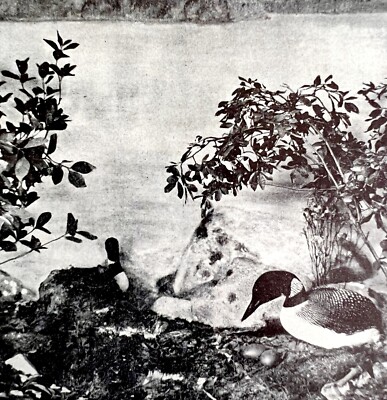 Loons On Shore In Nest With Eggs 1936 Bird Print Nature DWU13