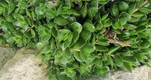 Succulent cuttings box30 different types Random cuttings Size depends on variety - Picture 2 of 11
