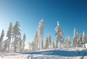 CABAÑAS BOSQUE NEVADO in Malalcahuello, Chile - reviews, prices | Planet of  Hotels