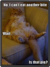 Funny Cat Humor Is That Pie Refrigerator Magnet  