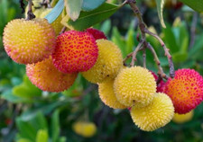 20 STRAWBERRY TREE Edible Red Berry Tree Arbutus Unedo Seeds Irish Killarney
