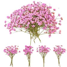 50Pcs Dried Pressed Baby's Breath Flowers - Mini Gypsophila Flat Pressed Flow...