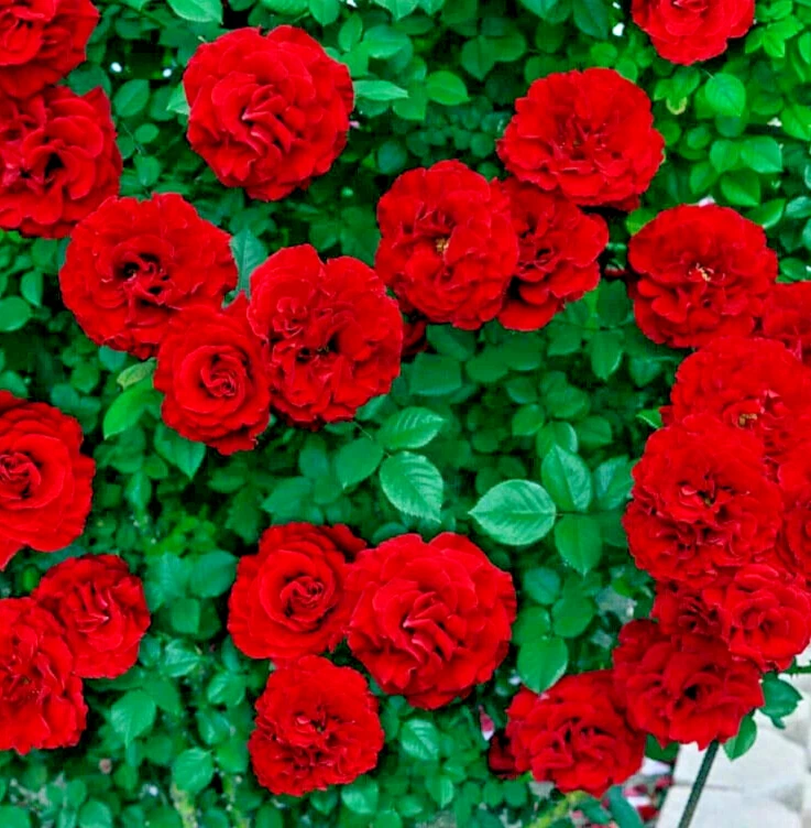 6X Red Rose Plant Cuttings AMADEUS LADY IN RED Scarlet English Climbing Rose UK - Image 2 of 3