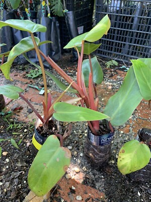 Philodendron Red Emerald (Philodendron Erubescens), 1 year old plant | eBay