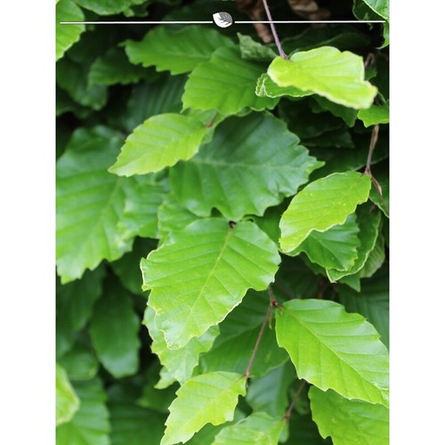 Rotbuche Fagus sylvatica 80-100 cm, Wurzelnackt. 50 Buchen. Winterharte Hecke - Bild 2 von 2