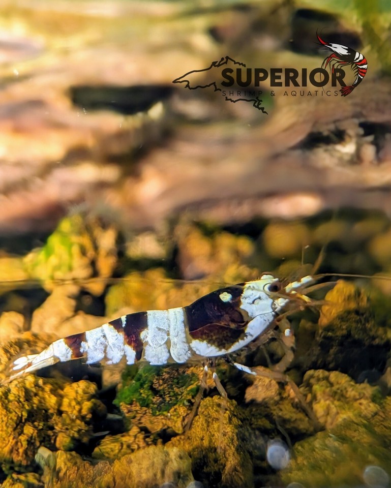 10+1 Crystal Black Shrimp (Mixed Grade S-SSS) – Live Freshwater Shrimp Guarantee