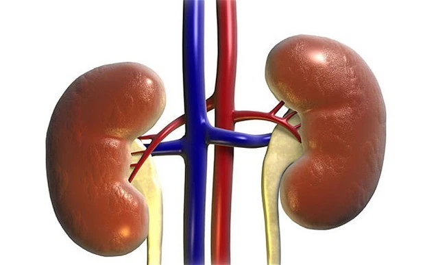 Urinário de cranberry - Suporte renal 700mg - Com raiz de cascalho (erva em pó) 6B - Imagem 3 de 4