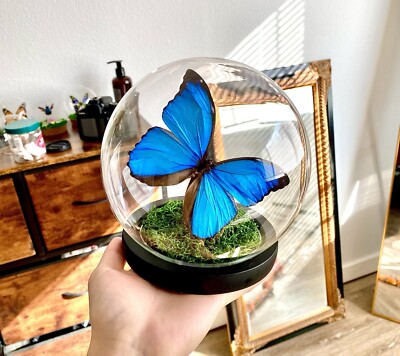 Preserved Blue Morpho Menelaus Butterfly In Glass Dome