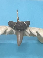 SHARK TOOTH PENDANT…7/8 Inch Fossilized LEMON Shark Tooth from Venice Florida 