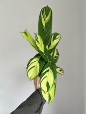 Ctenanthe Golden Mosaic, Pet-friendly Houseplant