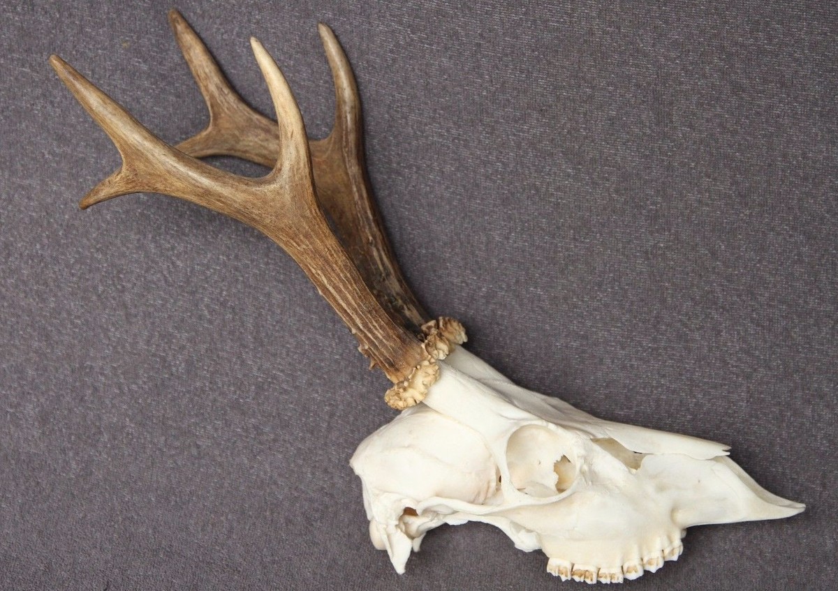 蝦夷鹿hunting trophy（deer skull） Indigenous Art Carved Painted Deer Skull & Antlers W