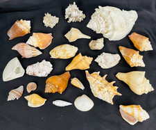Seashell Lot Variety Mixed Excellent Condition Medium-Sized Beach Decor Crafts