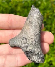 Fossil Deer Antler Bone Mammal Odocoileus Florida Pleistocene Ice Age