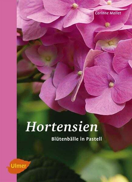 Thumbnail - Hortensien