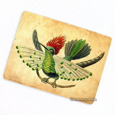 Dot Eared Coquette Hummingbird FRIDGE MAGNET, Decorative Ernst Haeckel Gift