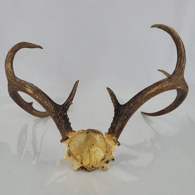 Real Whitetail Deer Antlers 8 Point Buck Skull Cap Taxidermy Mount Hunting Decor